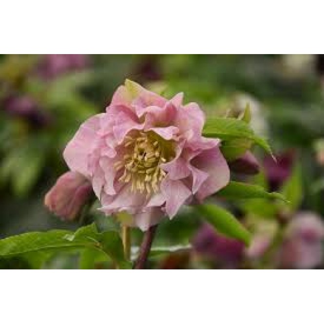 Eleboras rausvažiedis  ( lot. Helleborus orientalis)  Double Elen Pink