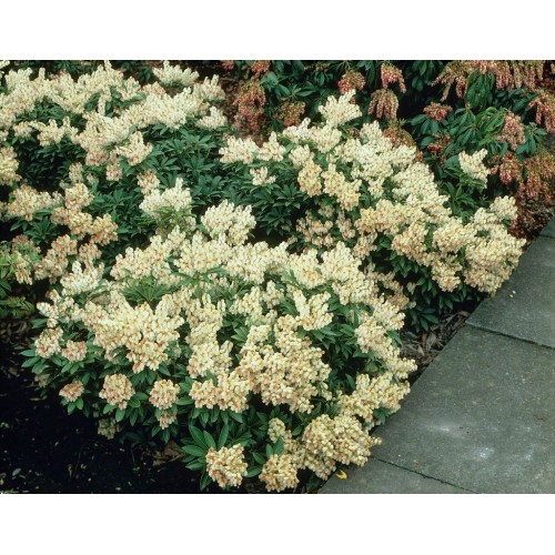 Pjeris japoninis(lot. Pieris japonica)  Debutante