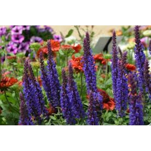 Šalavijas gojinis ( lot. Salvia nemorosa) Sensation Deep Blue
