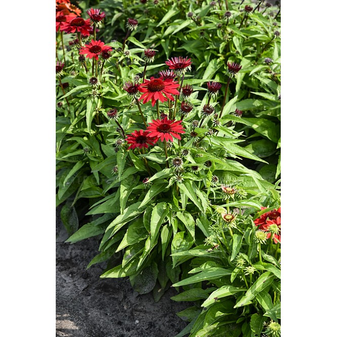 Ežiuolė  (lot.Echinacea purpurea) Deep Red Pearl