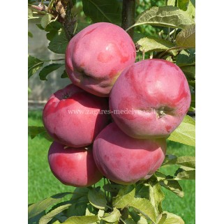 Obelis koloninė vasarinė ( lot. Malus domestica)  Dejavu