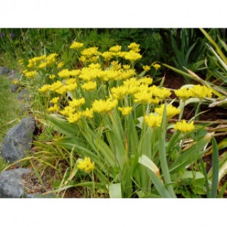 Dekoratyvinis česnakas  geltonasis  (lot.Allium moly luteum ) , 200 vnt, 2026 ruduo