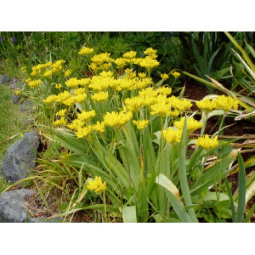 Dekoratyvinis česnakas  geltonasis  (lot.Allium moly luteum ) , 100 vnt, 2026 ruduo