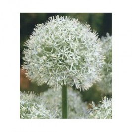 Dekoratyvinis česnakas (lot.Allium)  White Giant Dekoratyvinis česnakas (lot.Allium)  White Giant