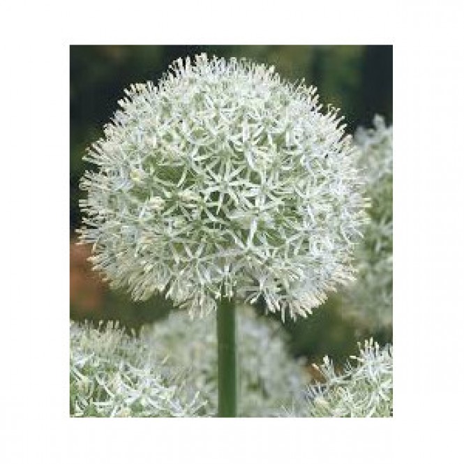 Dekoratyvinis česnakas (lot.Allium)  White Giant, 50 vnt