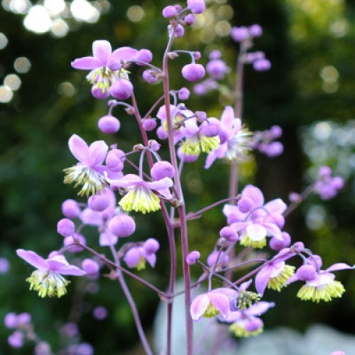 Vingiris sparnuotasis (lot. Thalictrum delavayi) 