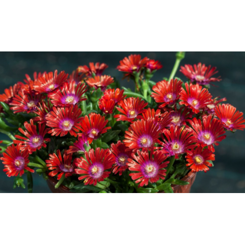 Mudrė ( lot. Delosperma)  Sundella Red