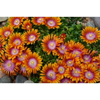 Mudrė ( lot. Delosperma)  Sundella Apricot