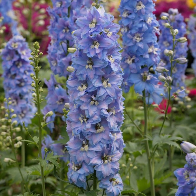 Pentinius didysis (lot. Delphinium elatum ) Magic Fountain Sky blue