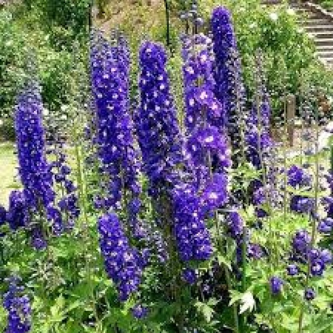 Pentinius didysis (lot. Delphinium elatum ) Pacific Giant King Arthur