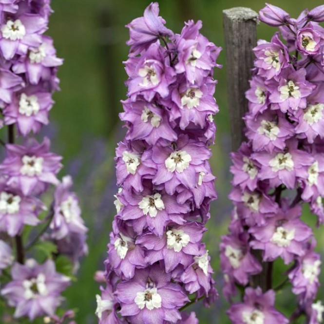 Pentinius  (lot. Delphinium curtorum ) Magic  Fountain  Pink Shades