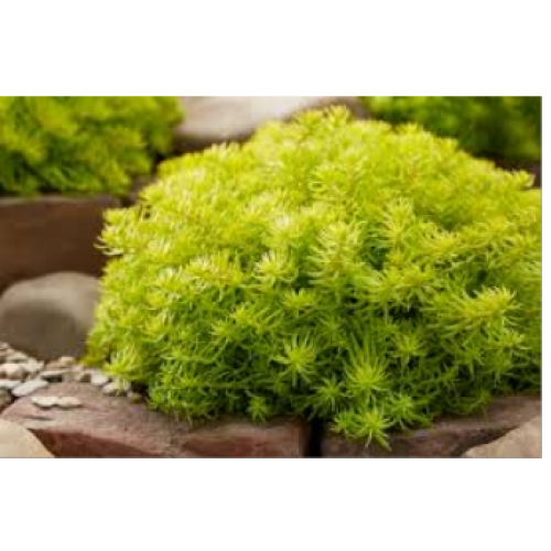 Šilokas kaukazinis ( lot. Sedum reflectum) Angelina