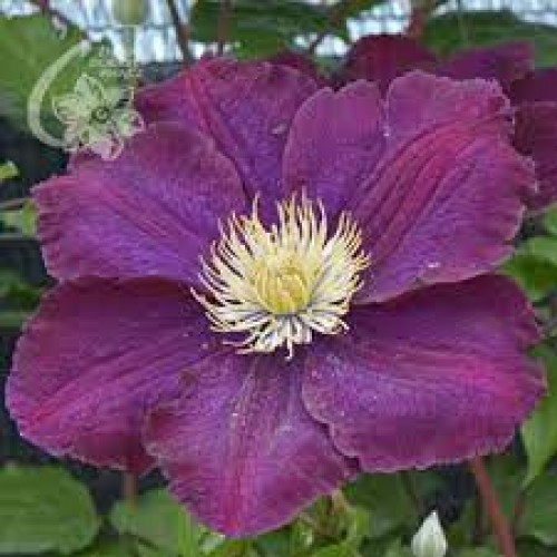 Raganė ( lot.Clematis) Heroes of Warsaw