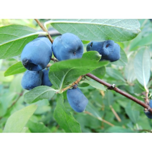 Sausmedis kamčiatkinis ( lot. Lonicera kamtschatica) Aurora