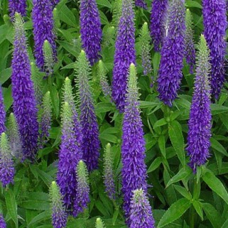 Veronika varpotoji (lot. Veronica spicata) Ulster Dwarf