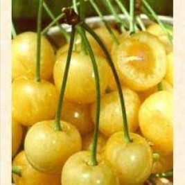 Trešnė ( lot.Prunus avium ) Deniseno geltona Trešnė ( lot.Prunus avium ) Deniseno geltona