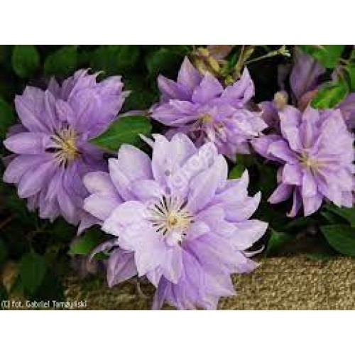 Raganė ( lot.Clematis) Dennys Double
