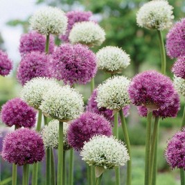 Dekoratyvinių česnakų rinkinys (lot.Allium)  Kerintys burbulai, 60 vnt  vazonuose Dekoratyvinių česnakų rinkinys (lot.Allium)  Kerintys burbulai, 60 vnt  vazonuose