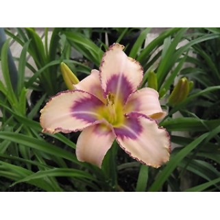 Viendienė  (lot.Hemerocallis )  Destined to See