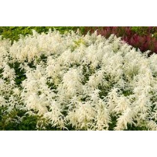 Astilbė  (lot. Astilbe japonicum ) Deutschland