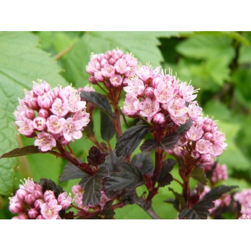 Pūslenis putinalapis ( lot.Physocarpus opulifolius ) Little Joker