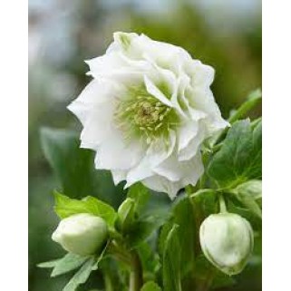 Eleboras rausvažiedis  ( lot. Helleborus orientalis)  Double Ellen White