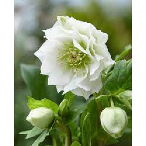Eleboras rausvažiedis  ( lot. Helleborus orientalis)  Double Ellen White