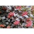 Pūslenis putinalapis ( lot.Physocarpus opulifolius ) Red Baron