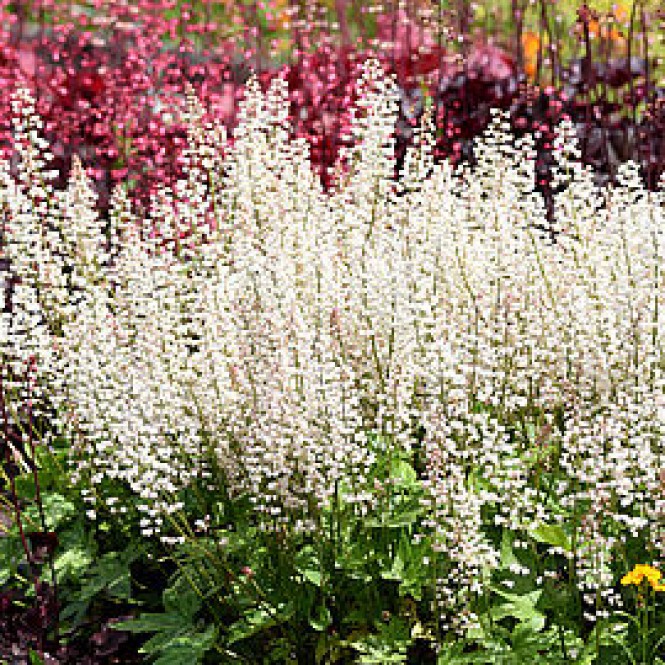 Heucherelė ( lot.Heucherella ) Diamant Revolution Heucherelė ( lot.Heucherella ) Diamant Revolution