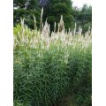 Veronikūnas virgininis ( lot. Veronicastrum virginicum) Diana