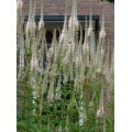 Veronikūnas virgininis ( lot. Veronicastrum virginicum) Diana