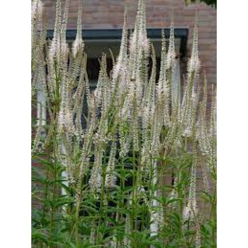 Veronikūnas virgininis ( lot. Veronicastrum virginicum) Diana