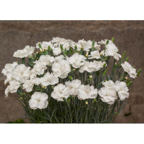Gvazdikas plunksninis( lot. Dianthus plumarius) Angel of Purity