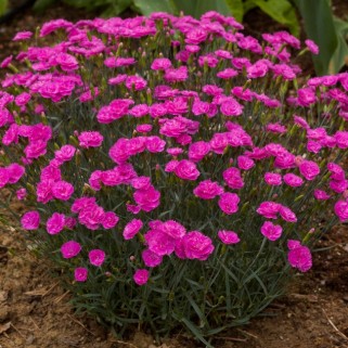 Gvazdikas ( lot. Dianthus) Pretty Betty