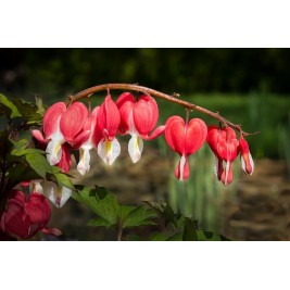 Auskarėliai  (lot.Dicentra spectabilis) Valentine