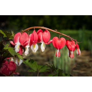 Auskarėliai  (lot.Dicentra spectabilis) Valentine