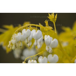 Auskarėliai  (lot.Dicentra spectabilis) White Gold