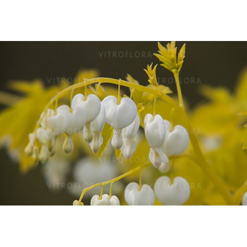 Auskarėliai  (lot.Dicentra spectabilis) White Gold