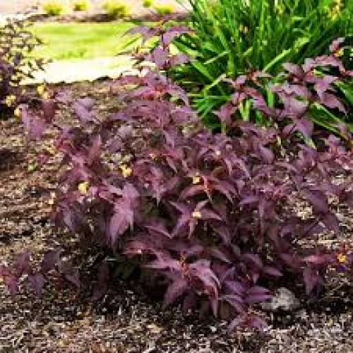 Diervilė paupinė ( lot. Diervilla splendens) Diva