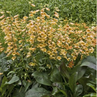 Rusmenė ( lot. digitalis hybrida) Goldcrest