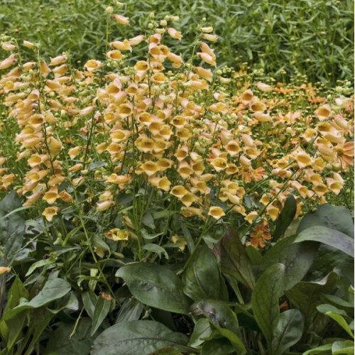 Rusmenė ( lot. digitalis hybrida) Goldcrest