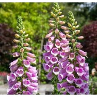 Rusmenė ( lot. digitalis purpurea) 