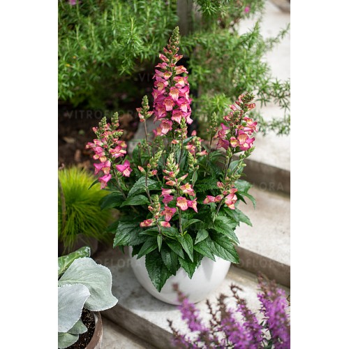 Rusmenė ( lot. Digitalis ) Digiplexis™ Berry Canary