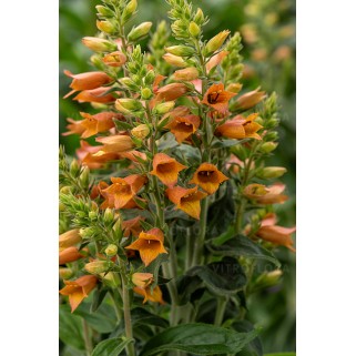 Rusmenė ( lot. digitalis hybrida) Firecracker