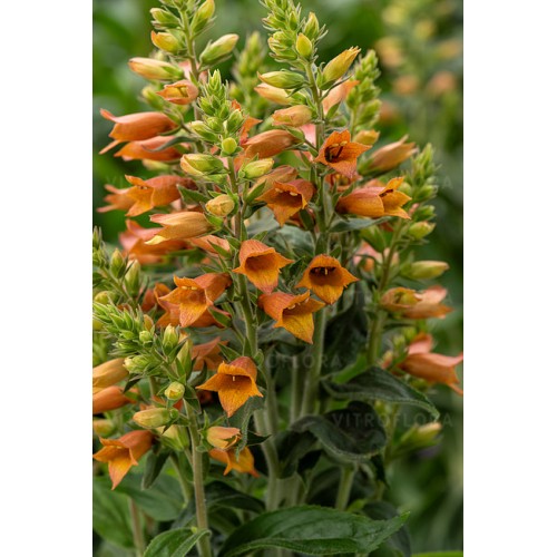 Rusmenė ( lot. digitalis hybrida) Firecracker