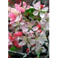 Obelis dekoratyvinė (lot. Malus purpurea) Dimšu Sarkanais (Dimsu Raudonasis) Obelis dekoratyvinė (lot. Malus purpurea) Dimšu Sarkanais (Dimsu Raudonasis)