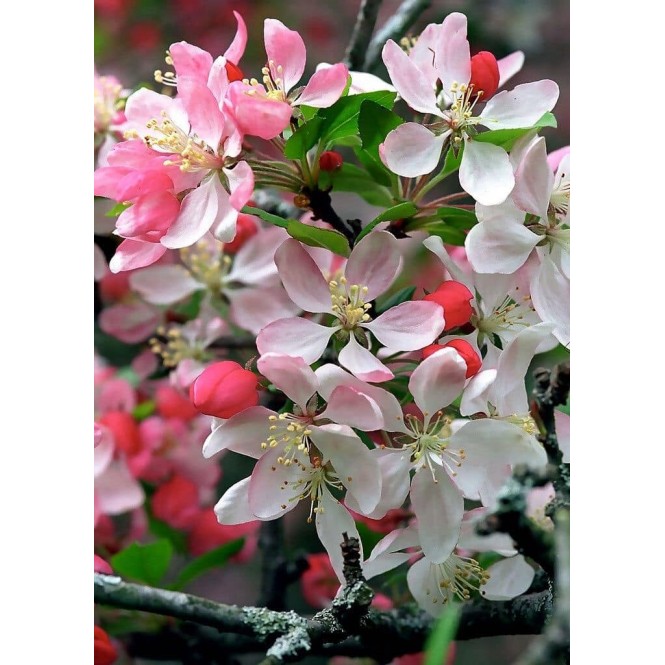 Obelis dekoratyvinė (lot. Malus purpurea) Dimšu Sarkanais (Dimsu Raudonasis) Obelis dekoratyvinė (lot. Malus purpurea) Dimšu Sarkanais (Dimsu Raudonasis)