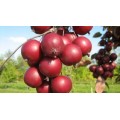 Obelis dekoratyvinė (lot. Malus purpurea) Dimšu Sarkanais (Dimsu Raudonasis) Obelis dekoratyvinė (lot. Malus purpurea) Dimšu Sarkanais (Dimsu Raudonasis)