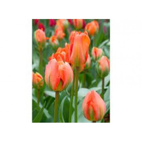 Tulpės Disneyland Paris 100 vnt