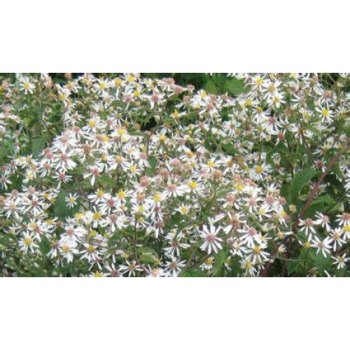 Astras skėstašakis( lot. Aster divaricatus) 